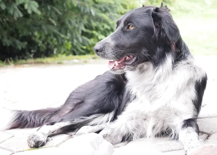 Aparthotel Bitter 4*